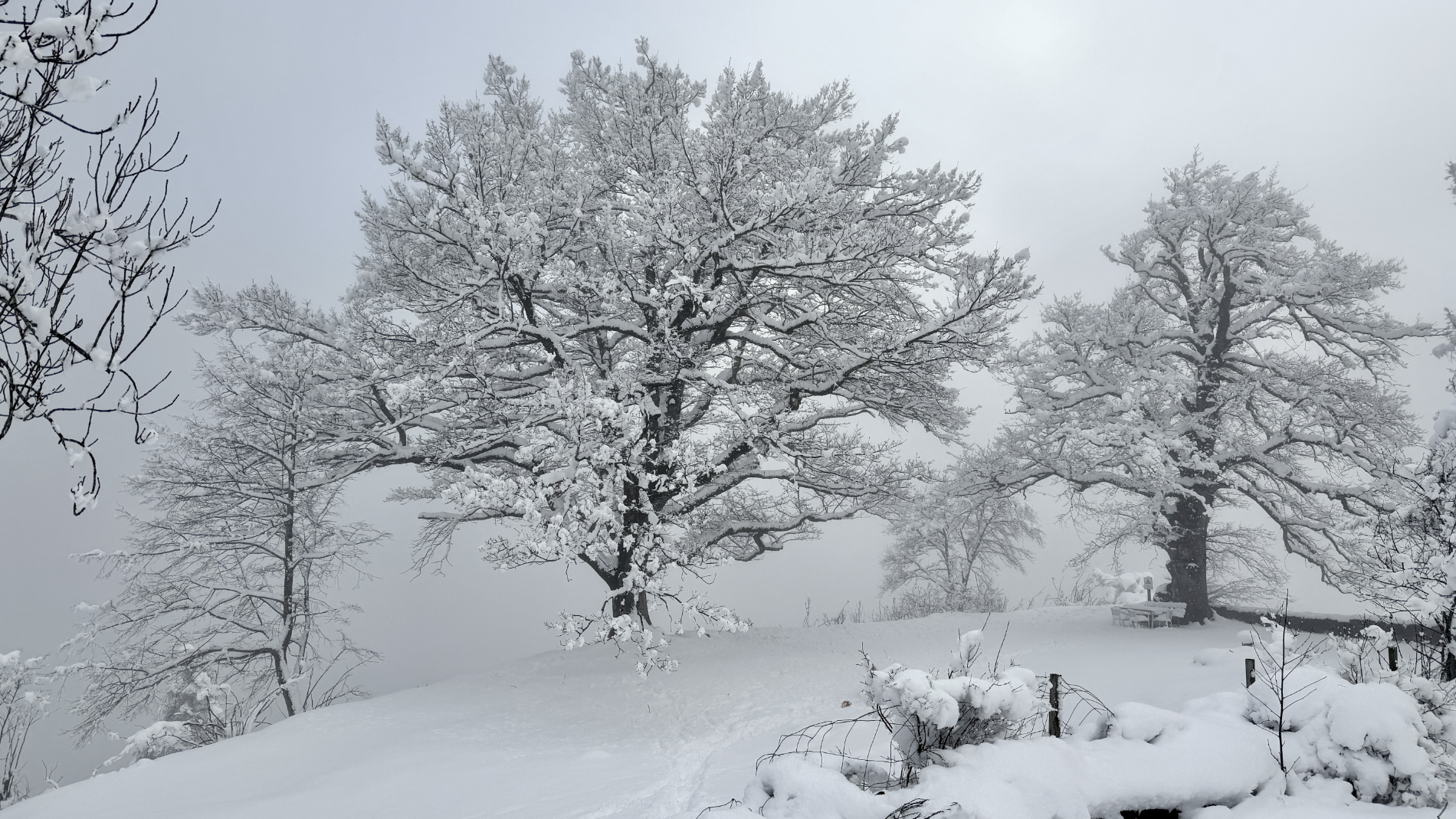 Pano Eichen Winter 2
